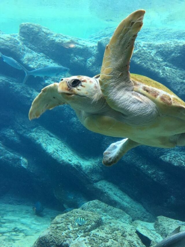 melhores atrações em Camaçari Bahia