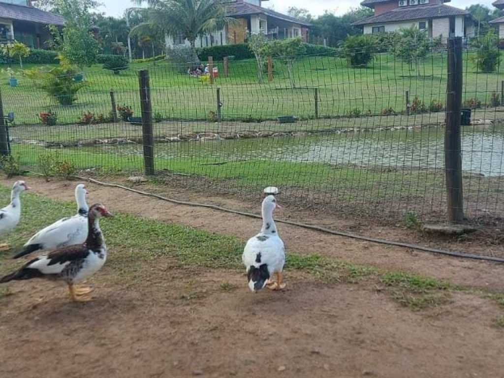 Flat para relaxar em gravata