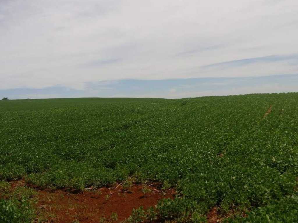 ÓTIMOS SÍTIOS E FAZENDAS A VENDAS NA REGIÃO DE QUARTO CENTENÁRIO PR