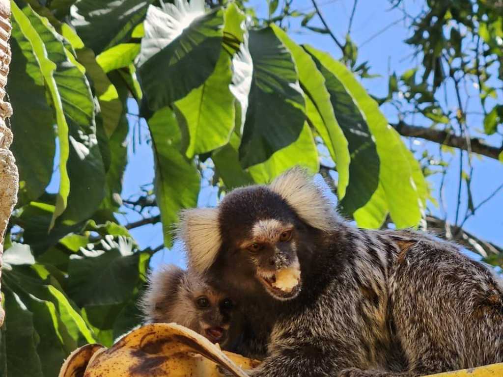 Casa Girassol Paraty - Seu Refúgio em Paraty