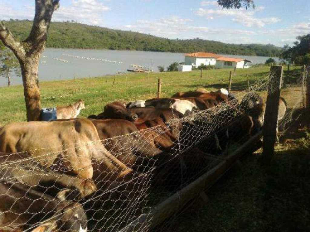 Vender .S�tio Maravilhoso com 20 alqueires na beira do Lago de Furnas.