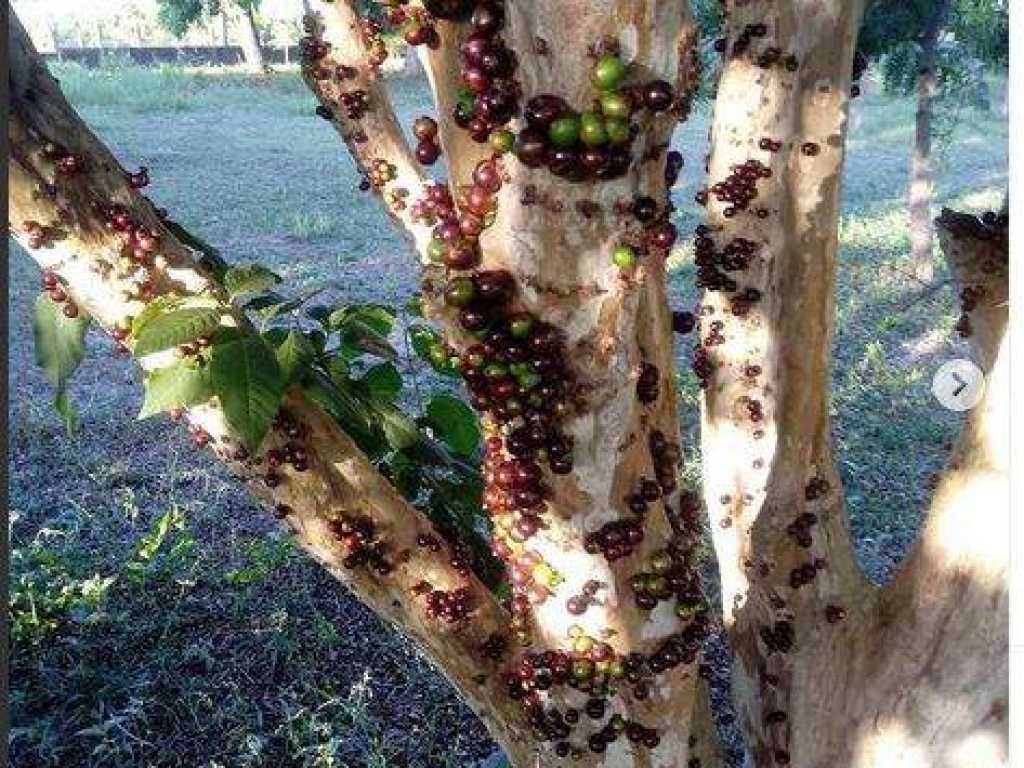 Sitio Jardim das acacias