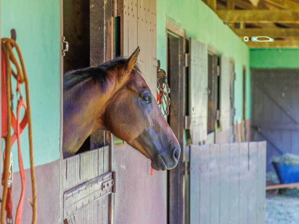 Belissimo Haras a solo 90 minutos de São Paulo