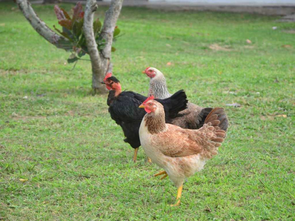 Chácara do Amparo: Ampla área verde perto de tudo