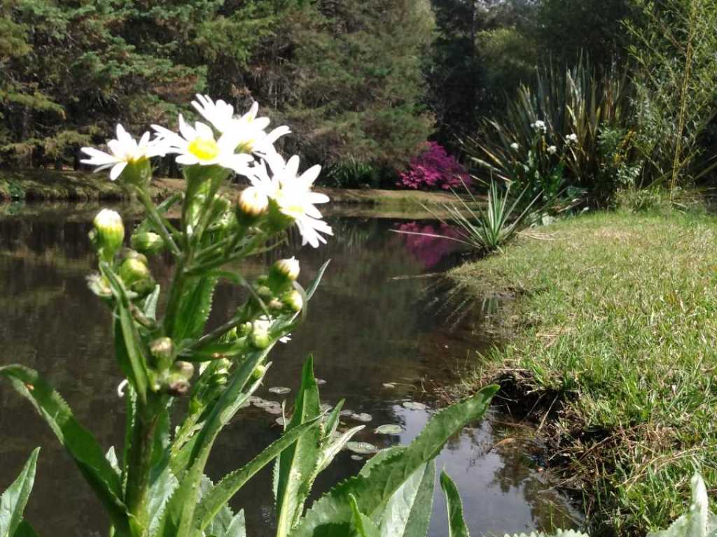 Lindo sítio num belo bosque junto ao centro de Gramado