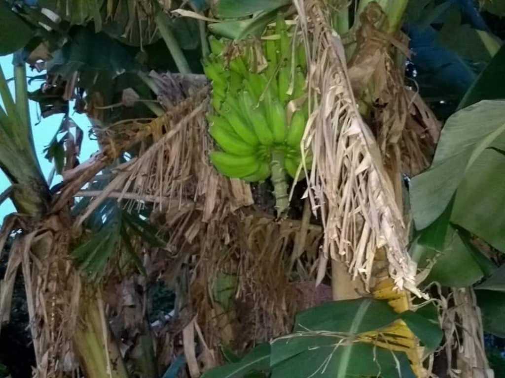 Linda Chácara a venda Lupionópolis