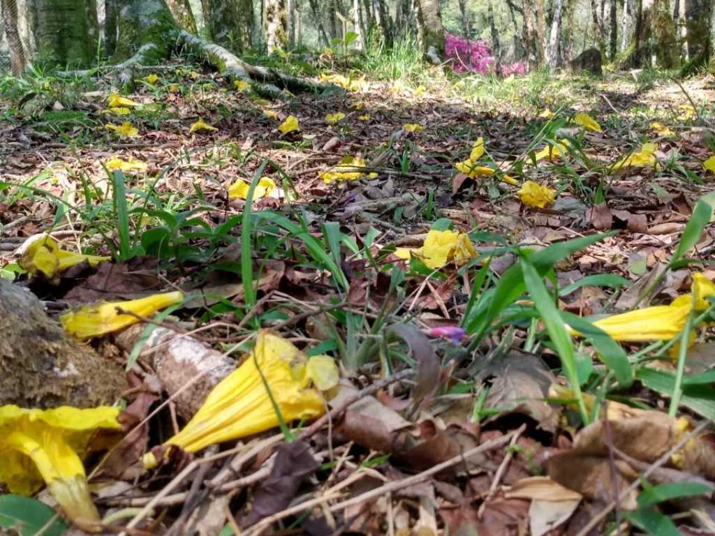 Lindo sítio num belo bosque junto ao centro de Gramado