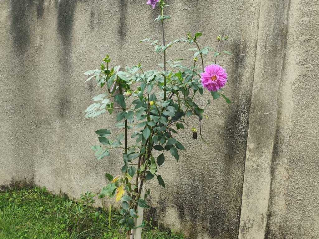 Chácara das Primaveras