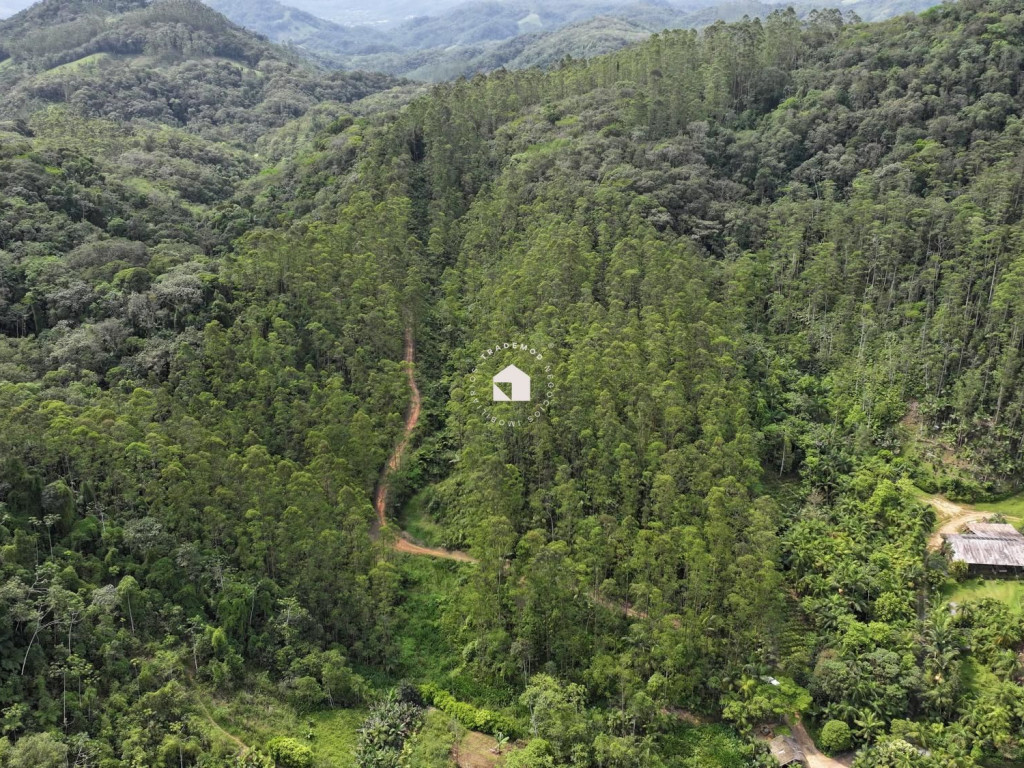 Chácara com 88.500m² no Vale do Selke, 14.000 pés de eucalipto e acessos por todo o terreno.