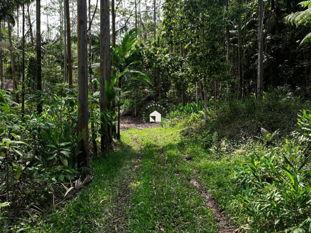 Chácara com 88.500m² no Vale do Selke, 14.000 pés de eucalipto e acessos por todo o terreno.