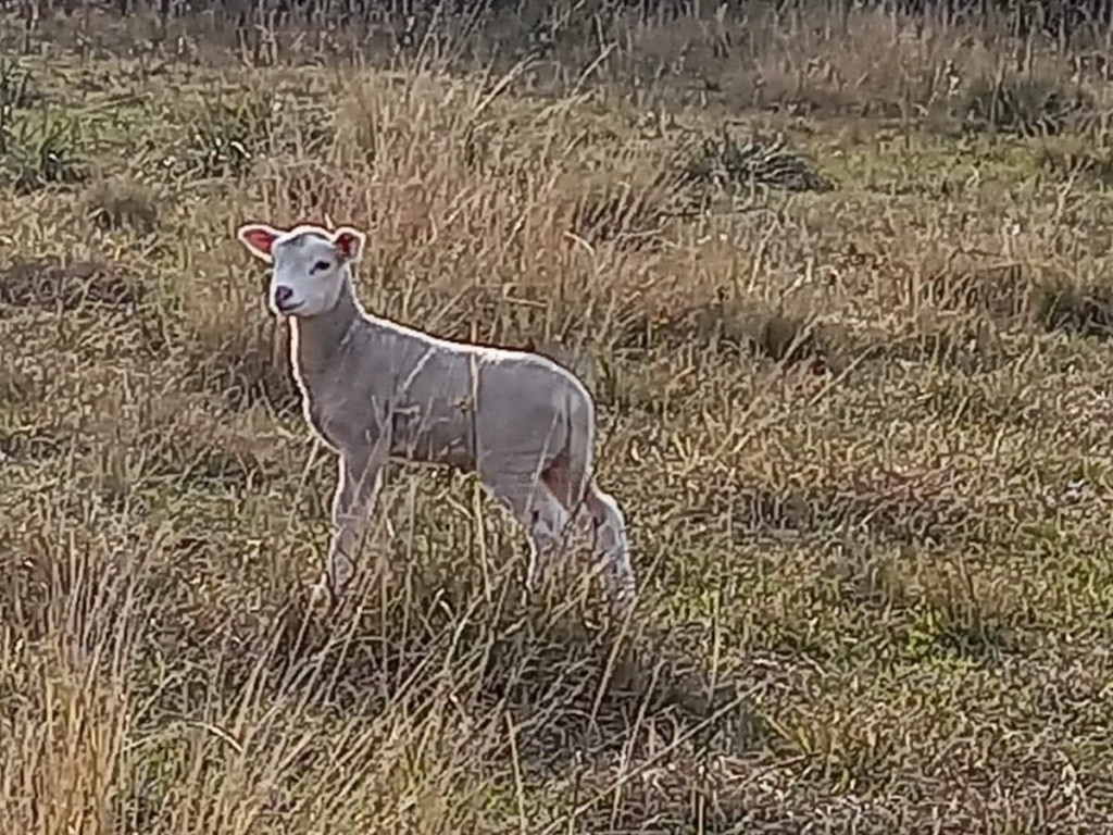 Chácara 2 dormitórios à venda Zona rural Santa Maria/RS