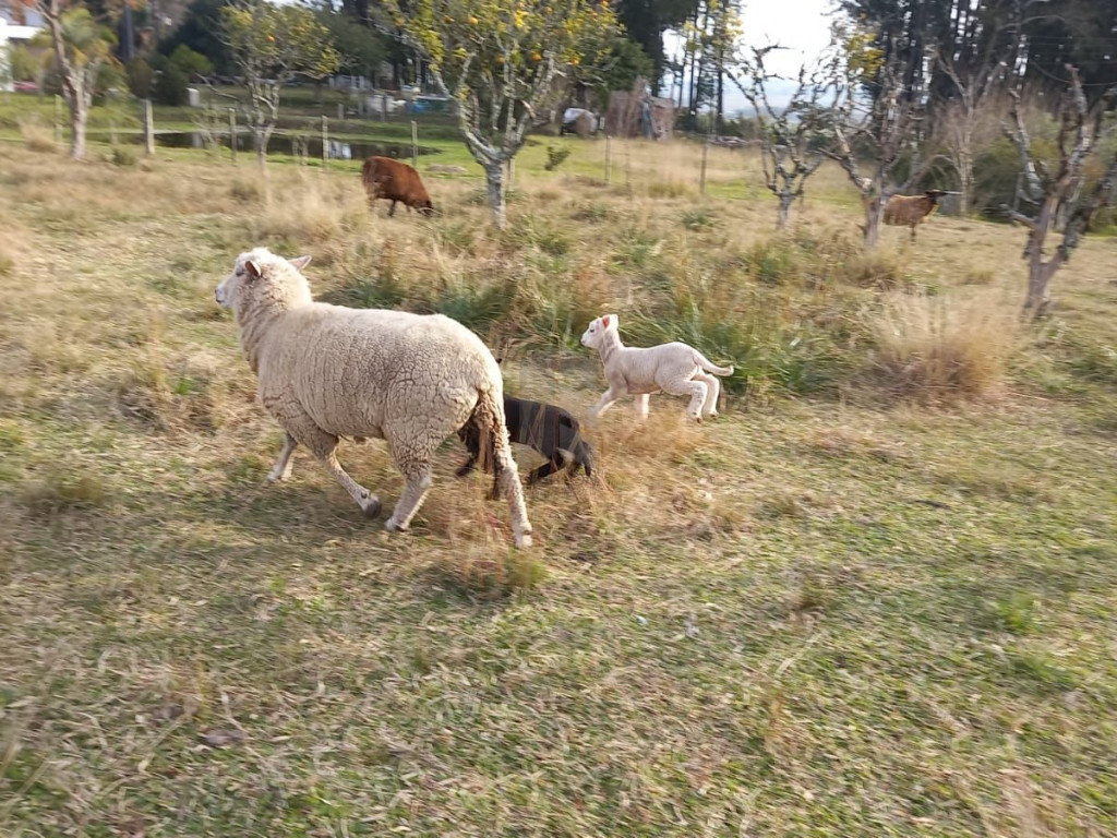 Chácara 2 dormitórios à venda Zona rural Santa Maria/RS