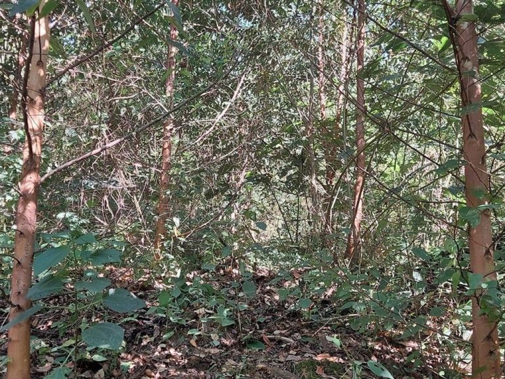 Terreno 07 hectares com Reflorestamento Novo em Agrolândia Santa Catarina