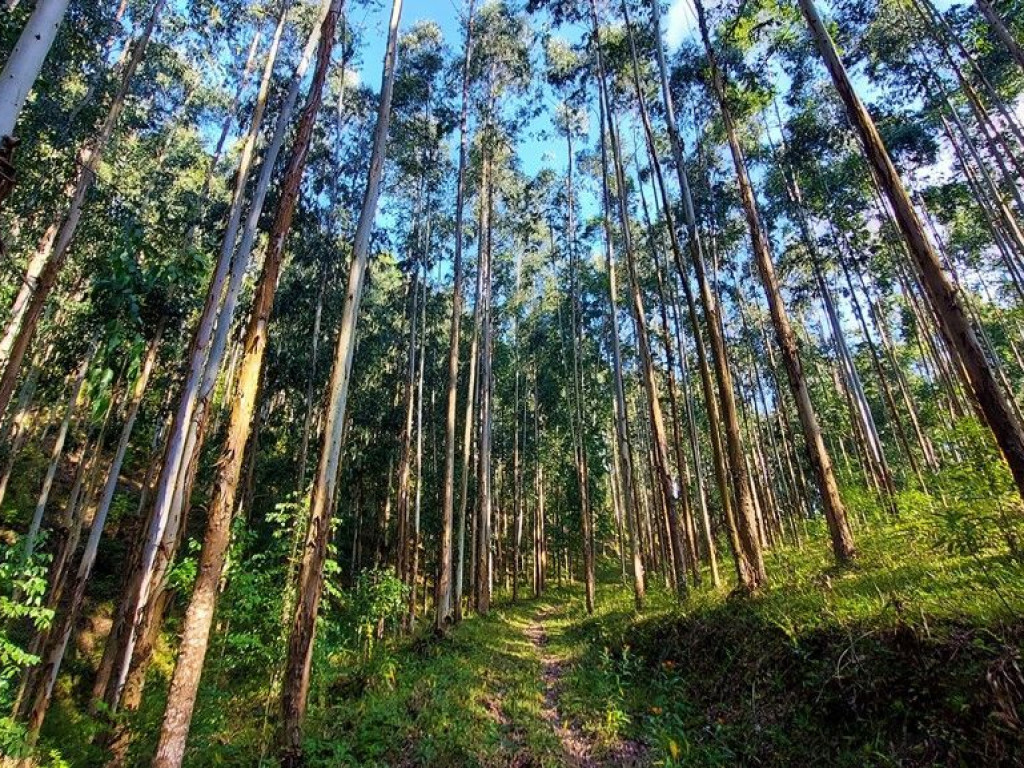 Lindo Terreno Rural de 16 hectares com Reflorestamento em Santa Catarina