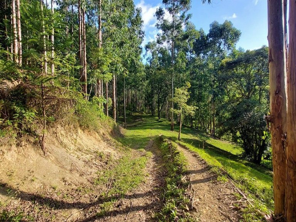 Lindo Terreno Rural de 16 hectares com Reflorestamento em Santa Catarina