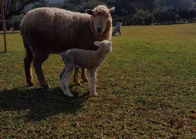 Quinta da Boa Vista - São Chico