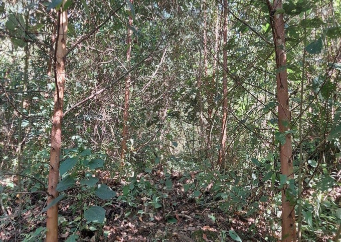 Terreno 07 hectares com Reflorestamento Novo em Agrolândia Santa Catarina