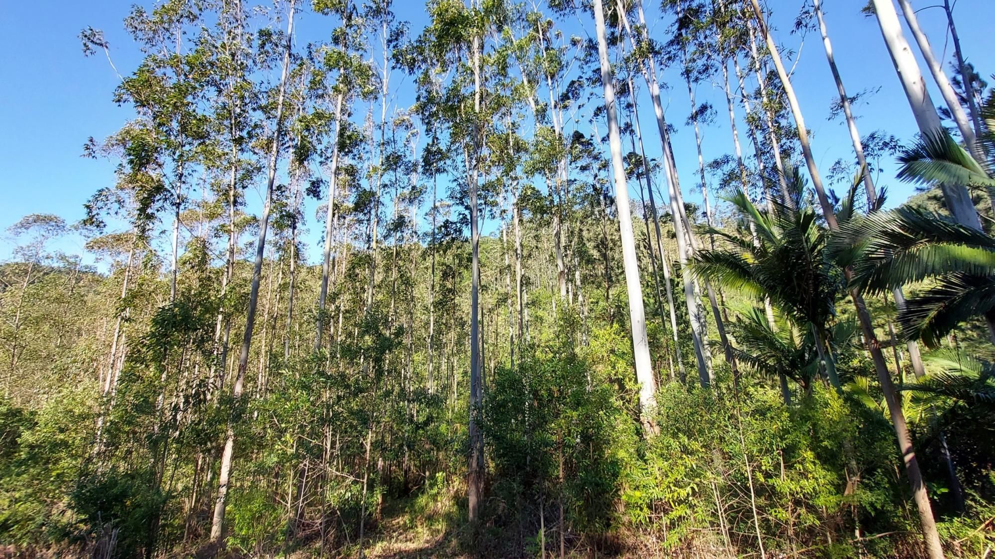 Lindo Sítio 33 hectares com Riacho e Reflorestamento em Santa Catarina
